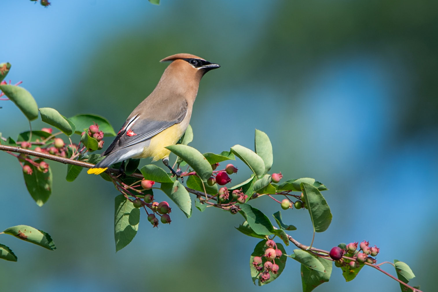 Cedar Waxwing
