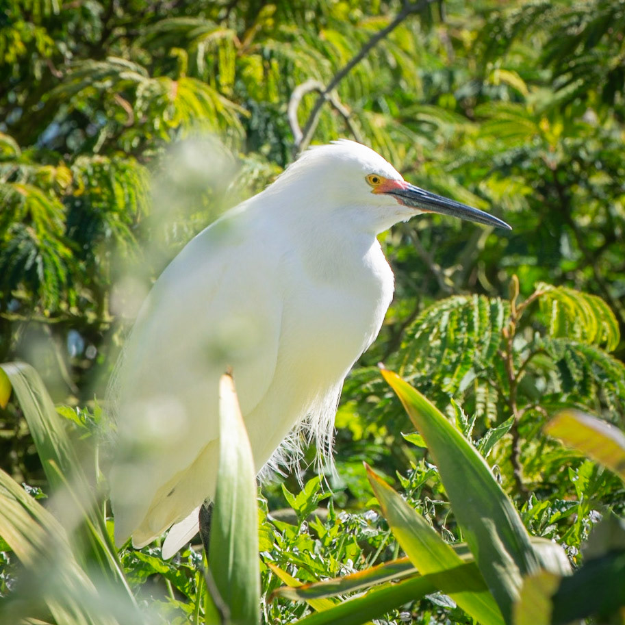Snowy Egret