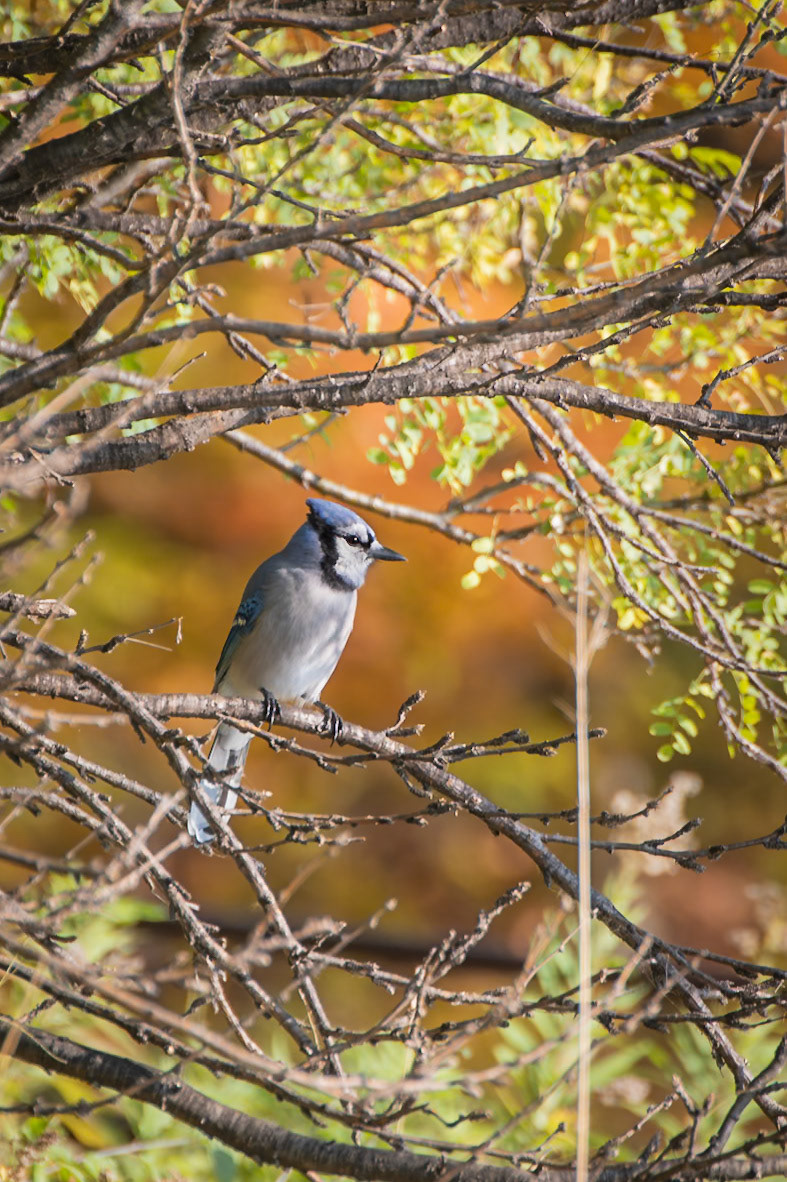 Blue Jay