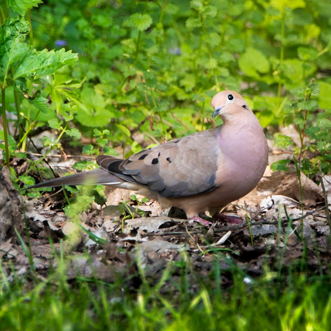 Mourning Dove