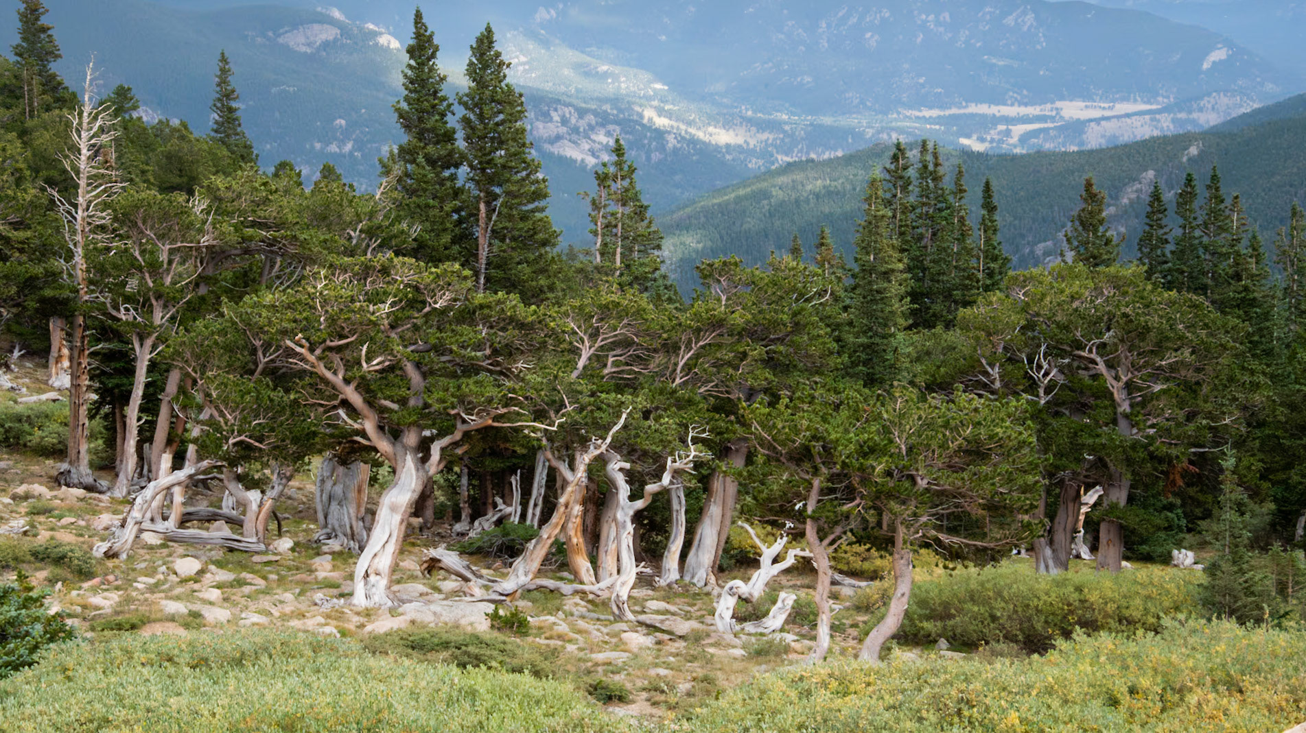 Mount Goliath Natural Area