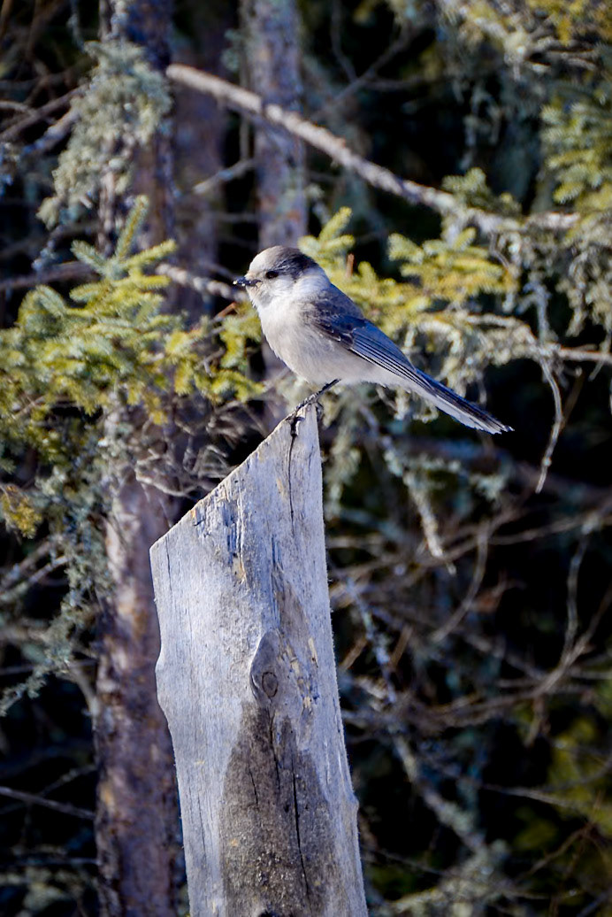 Canada Jay