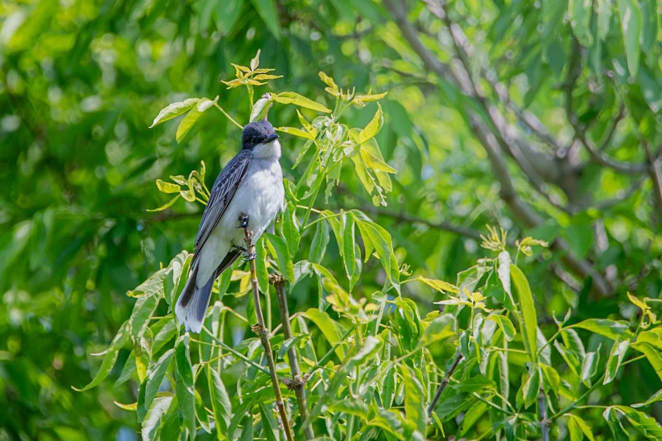 Eastern Kingbird