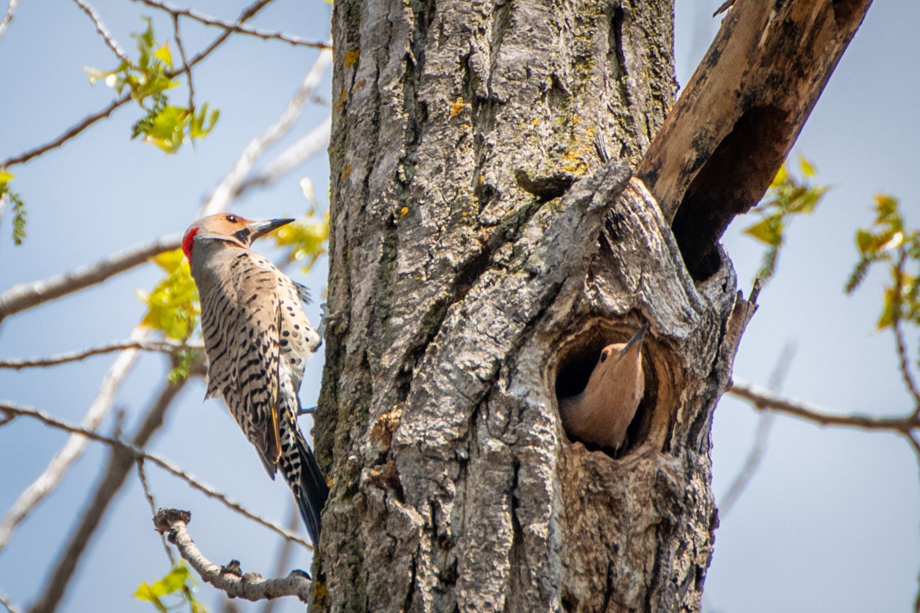 Northern Flicker