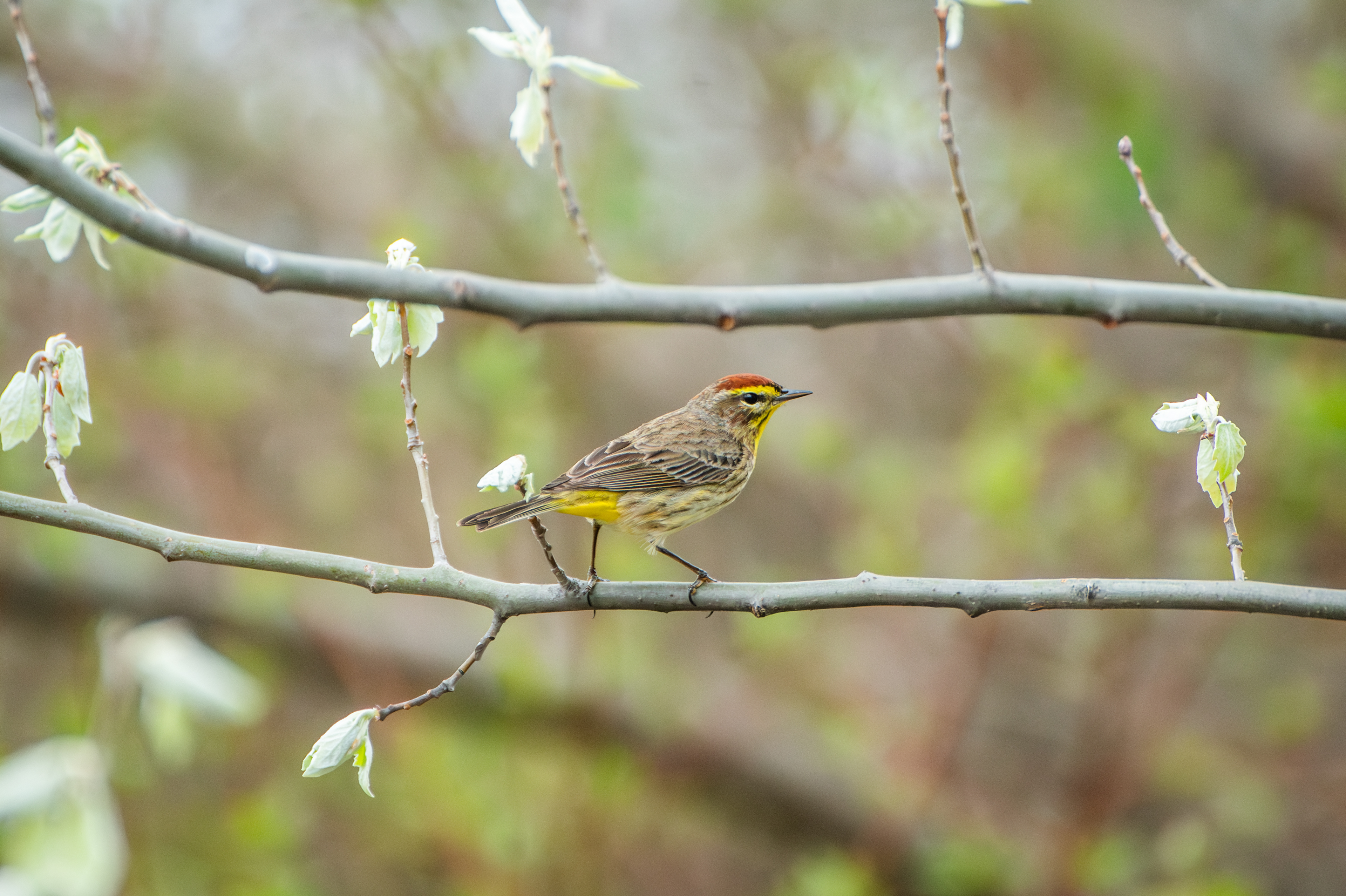Palm Warbler
