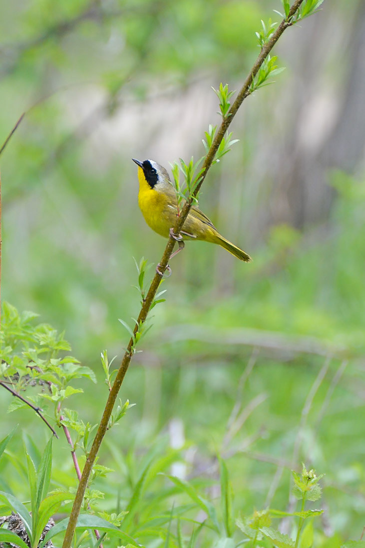 Common Yellowthroat