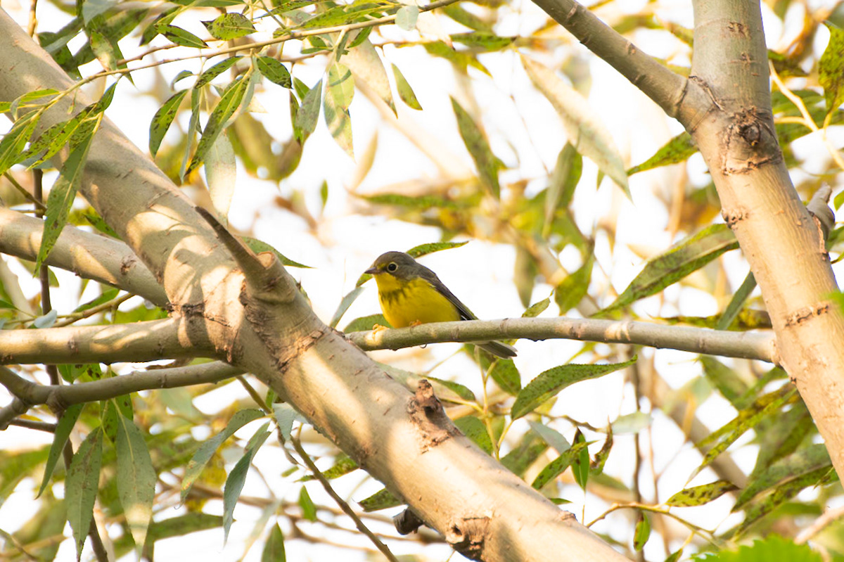 Canada Warbler