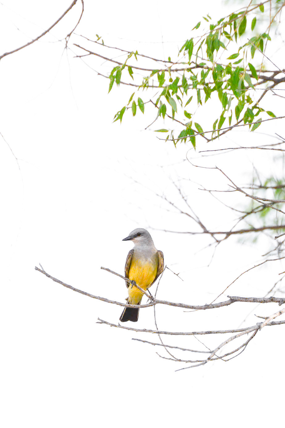 Western Kingbird