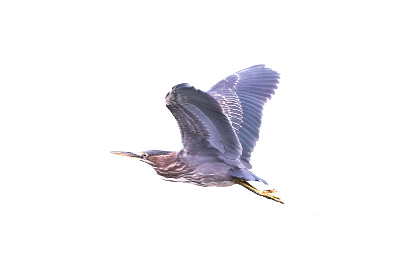 Green Heron