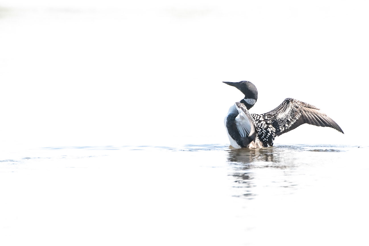 Common Loon