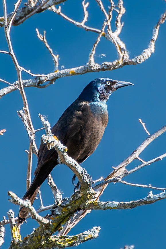 Common Grackle