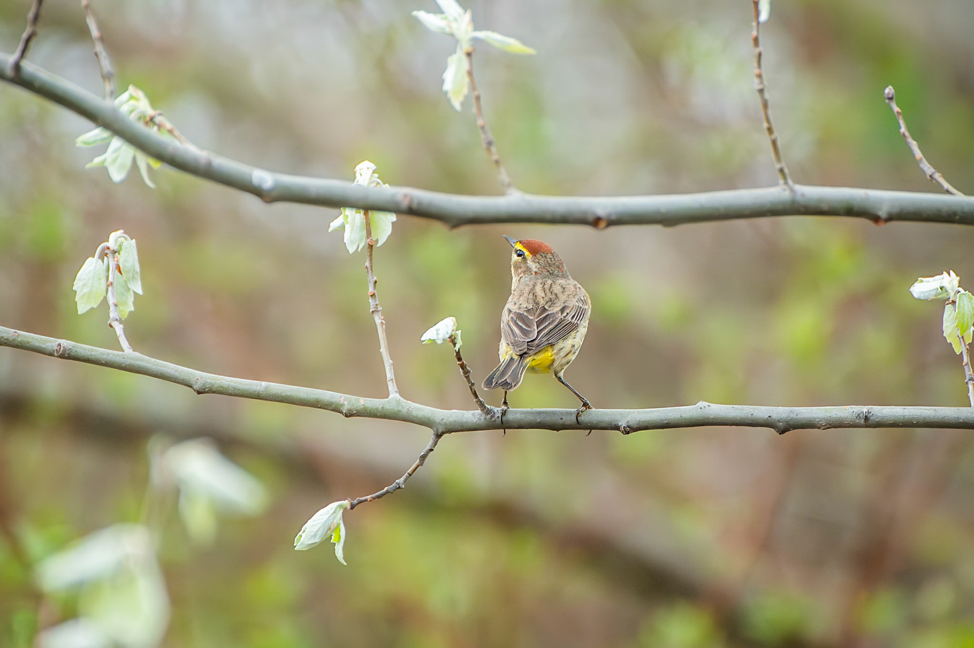 Palm Warbler