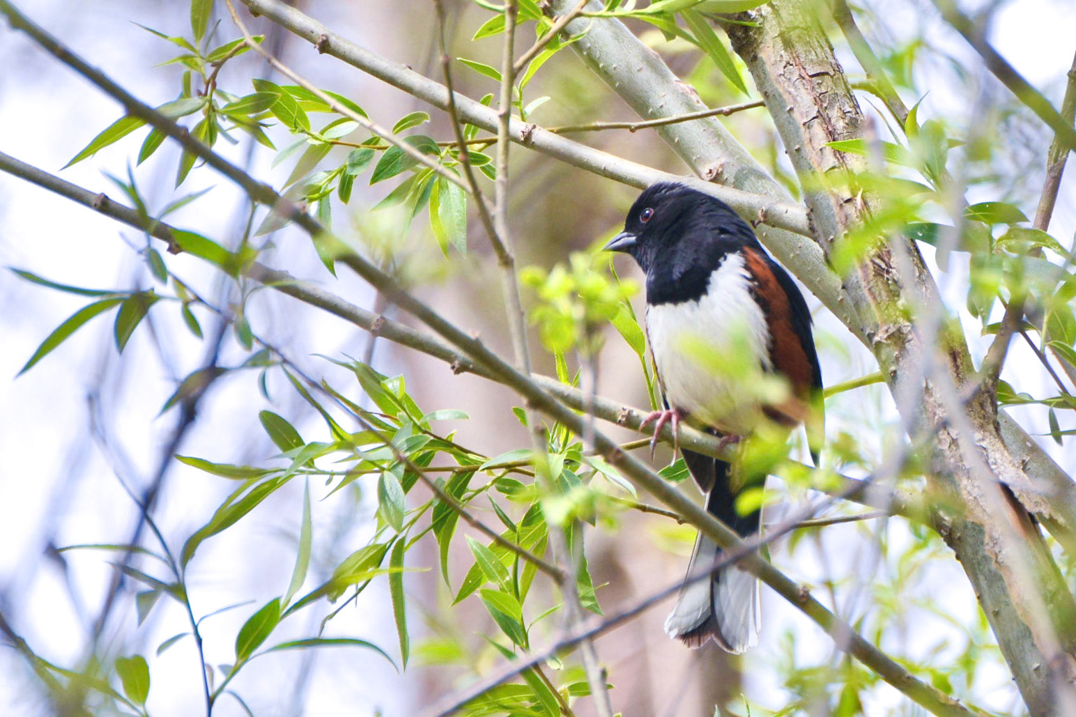 Eastern Towhee