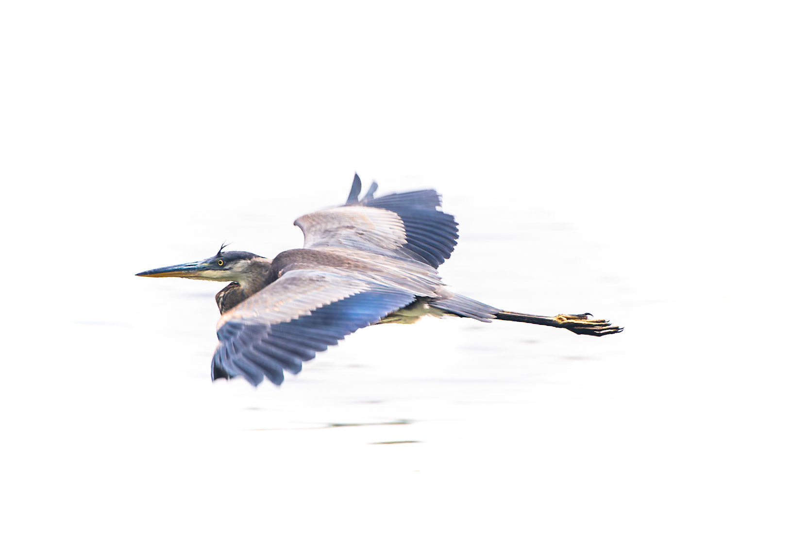 Great Blue Heron