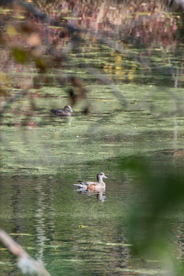 American Wigeon