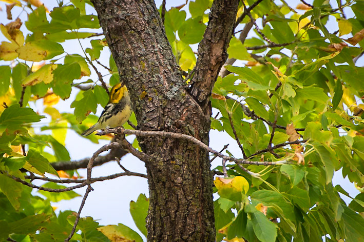 Black Throated Green Warbler