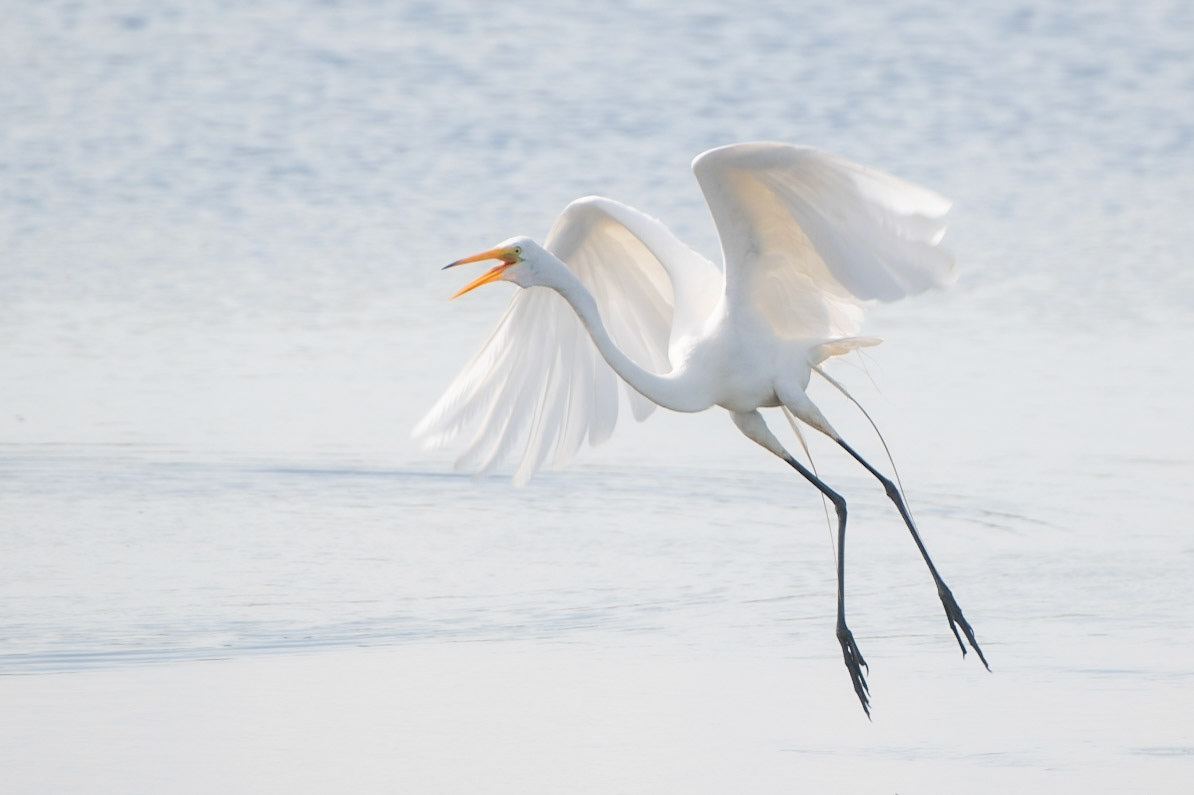 Egret