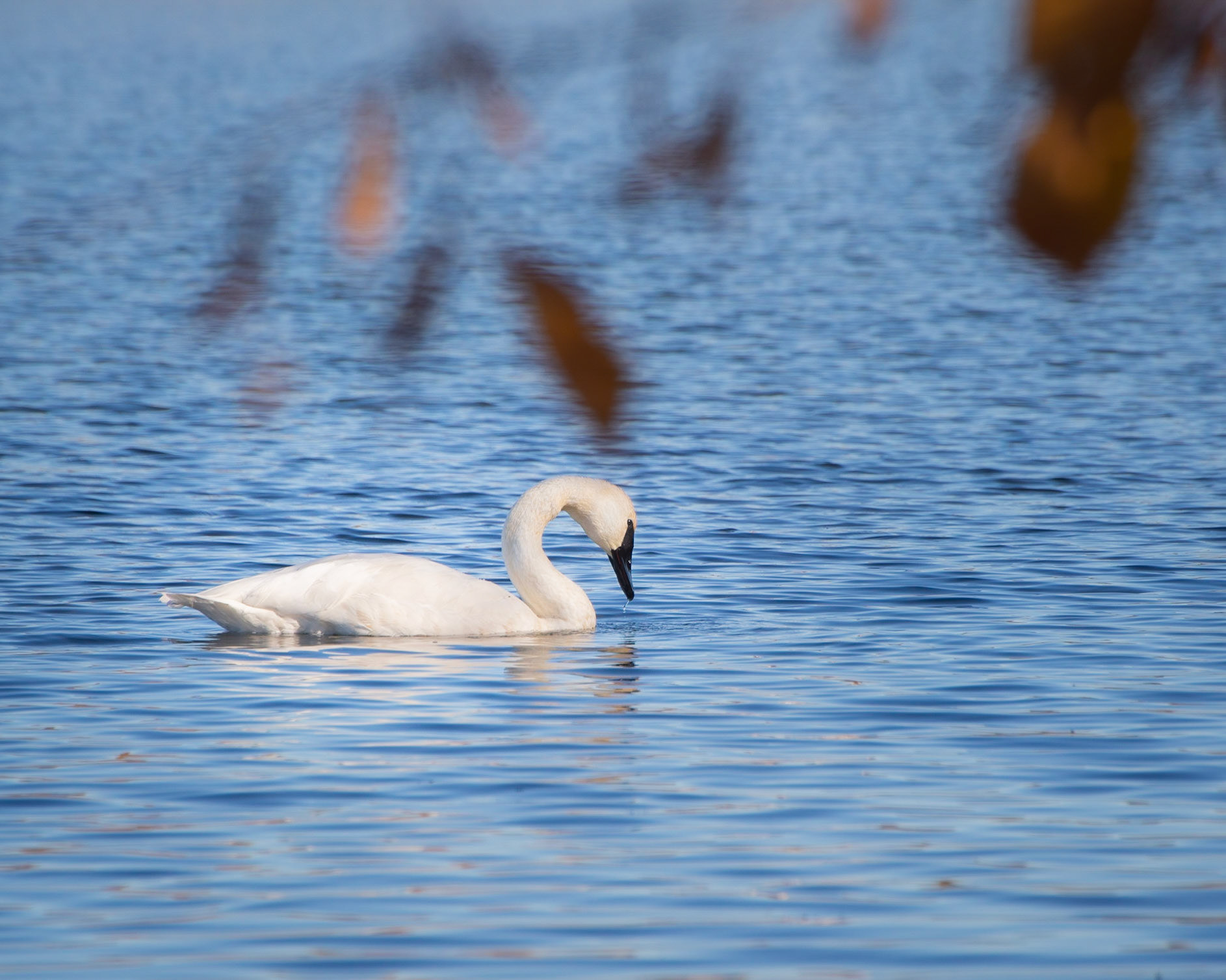 Trumpeter Swan