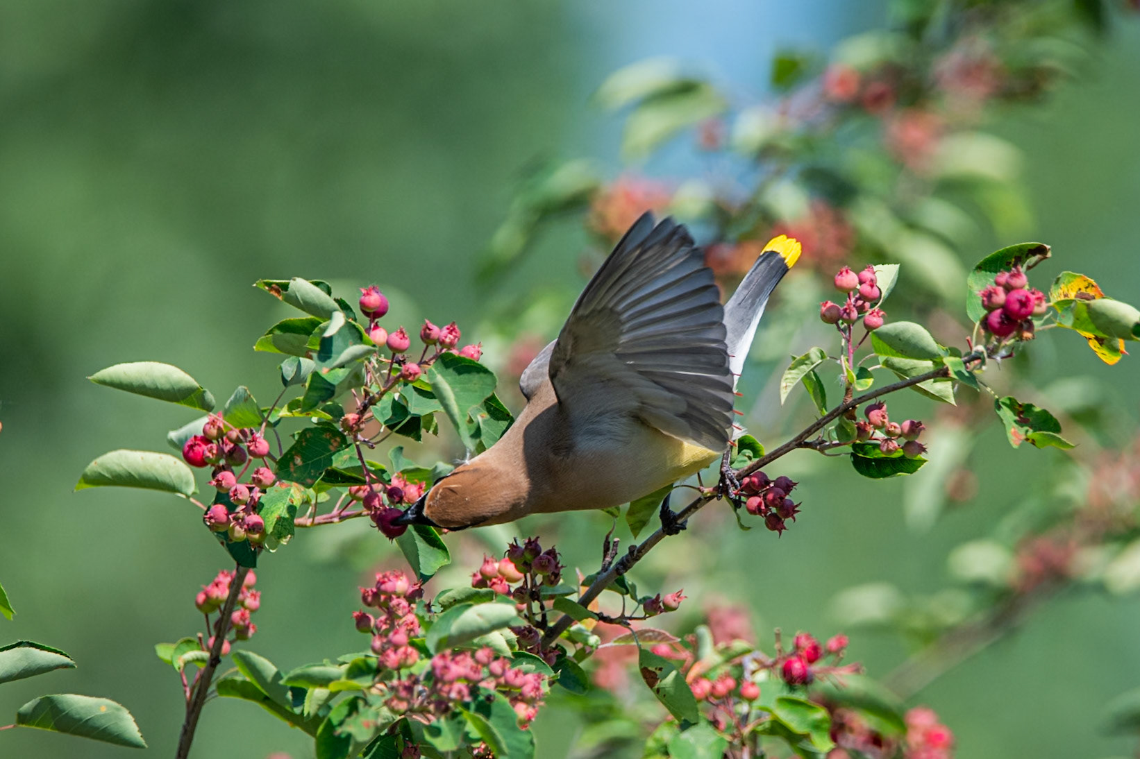 Cedar Waxwing