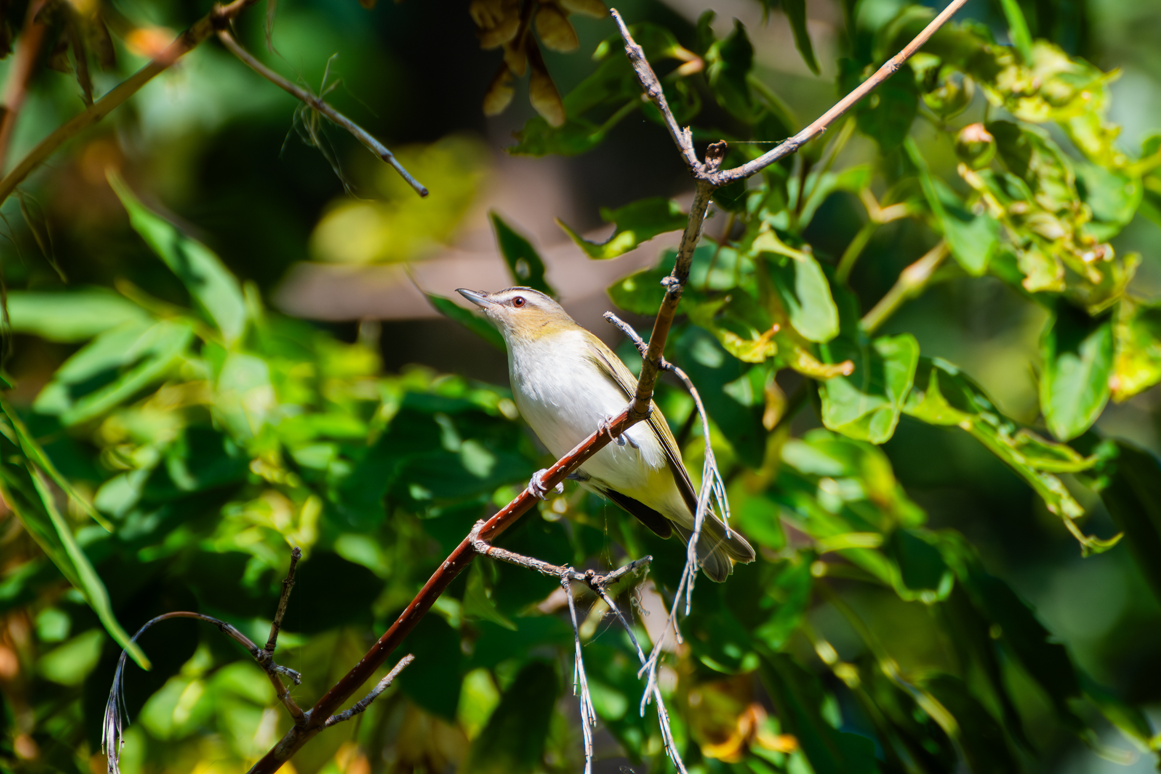 Red-eyed Vireo
