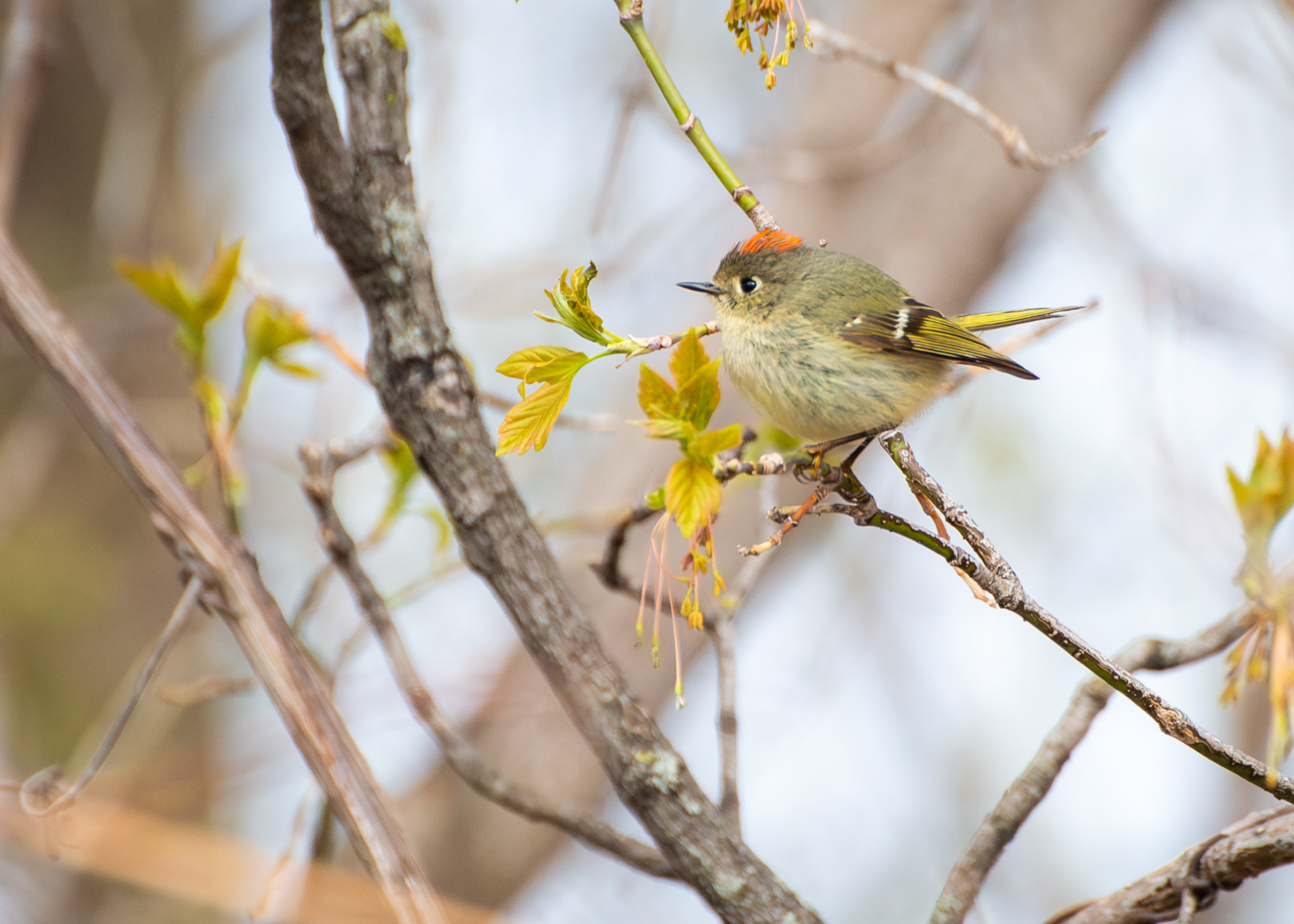 Ruby Crowned Kinglet