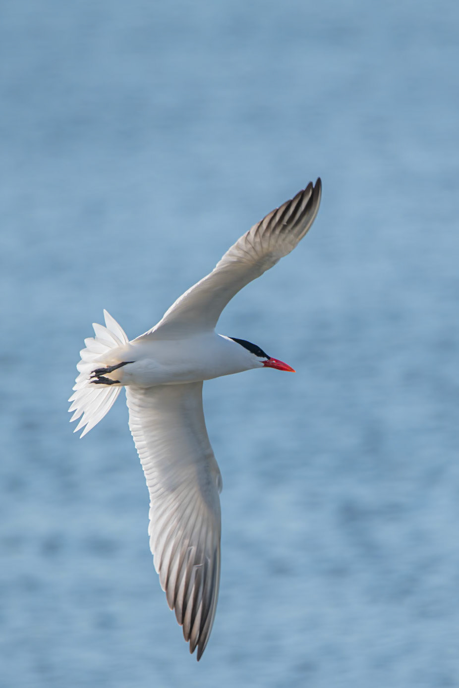 Caspian Tern