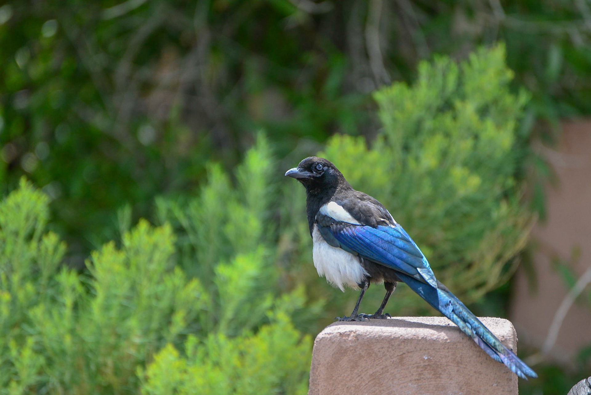 Magpie