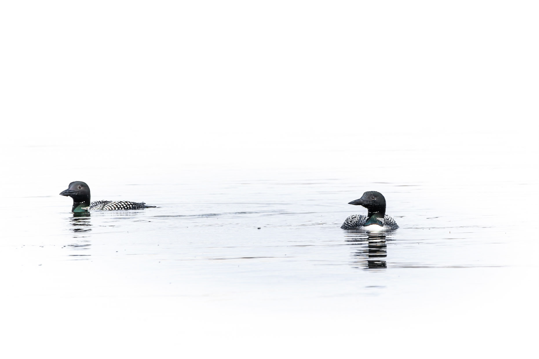 Common Loon