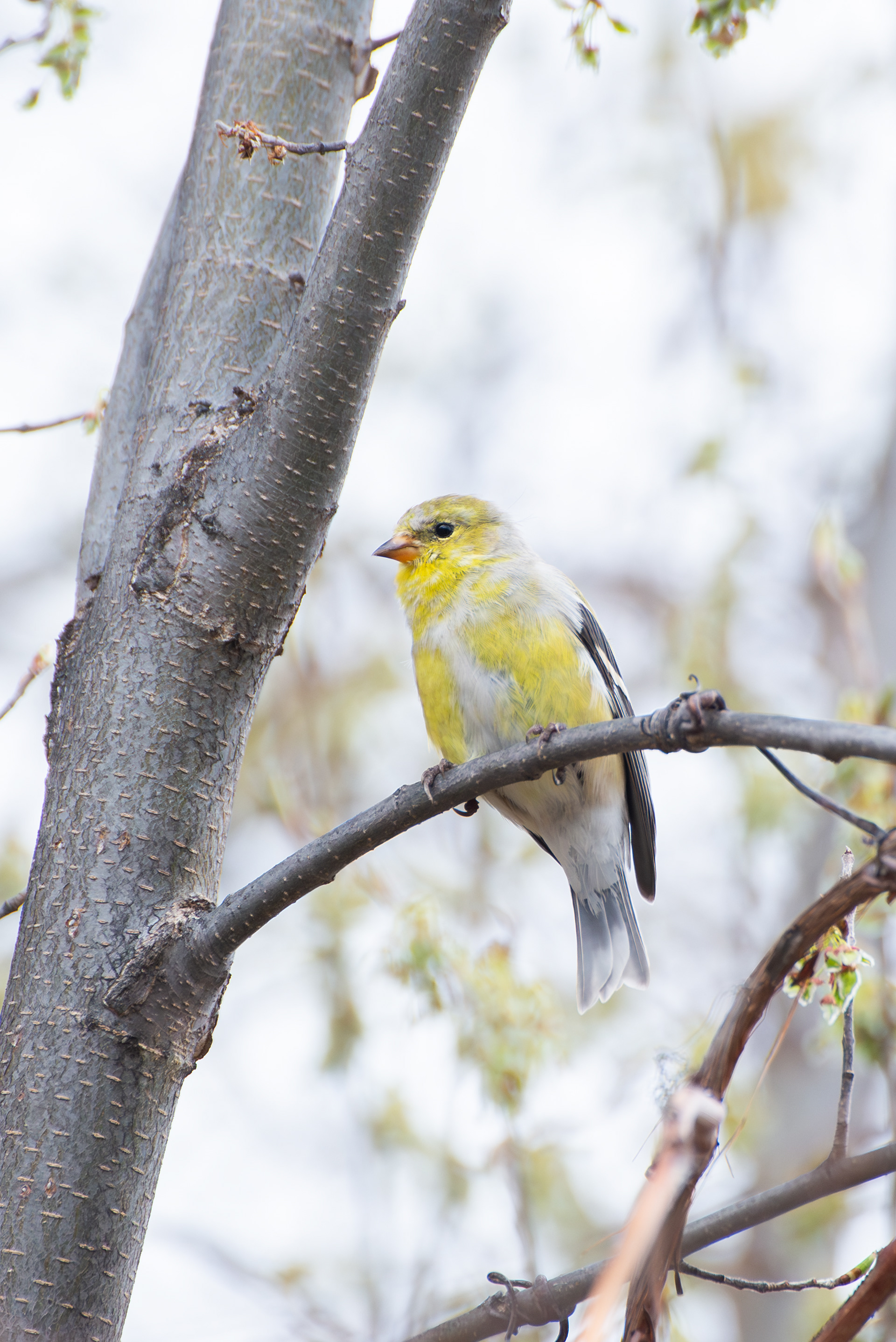 American Goldfinch
