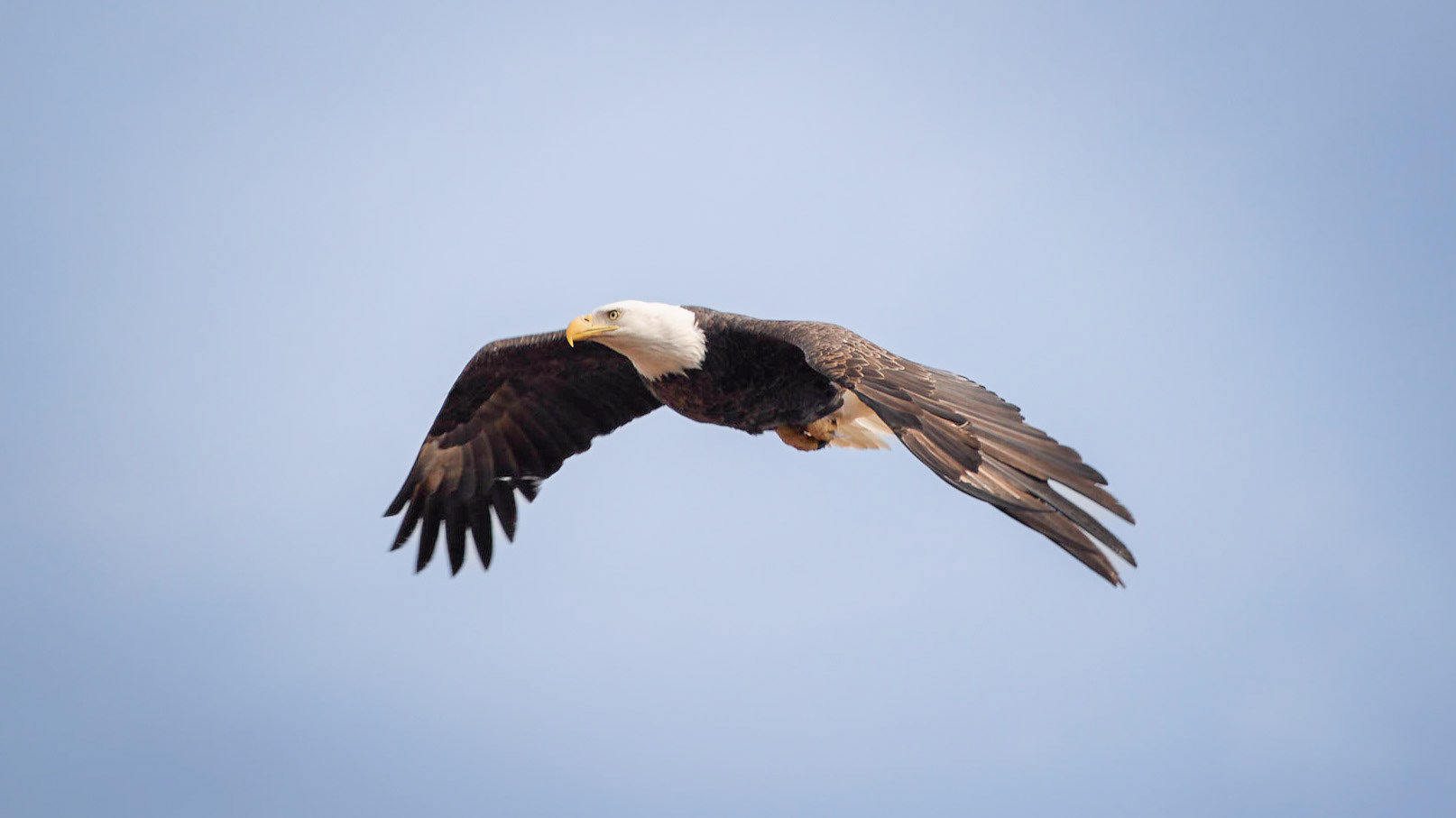 Bald Eagle