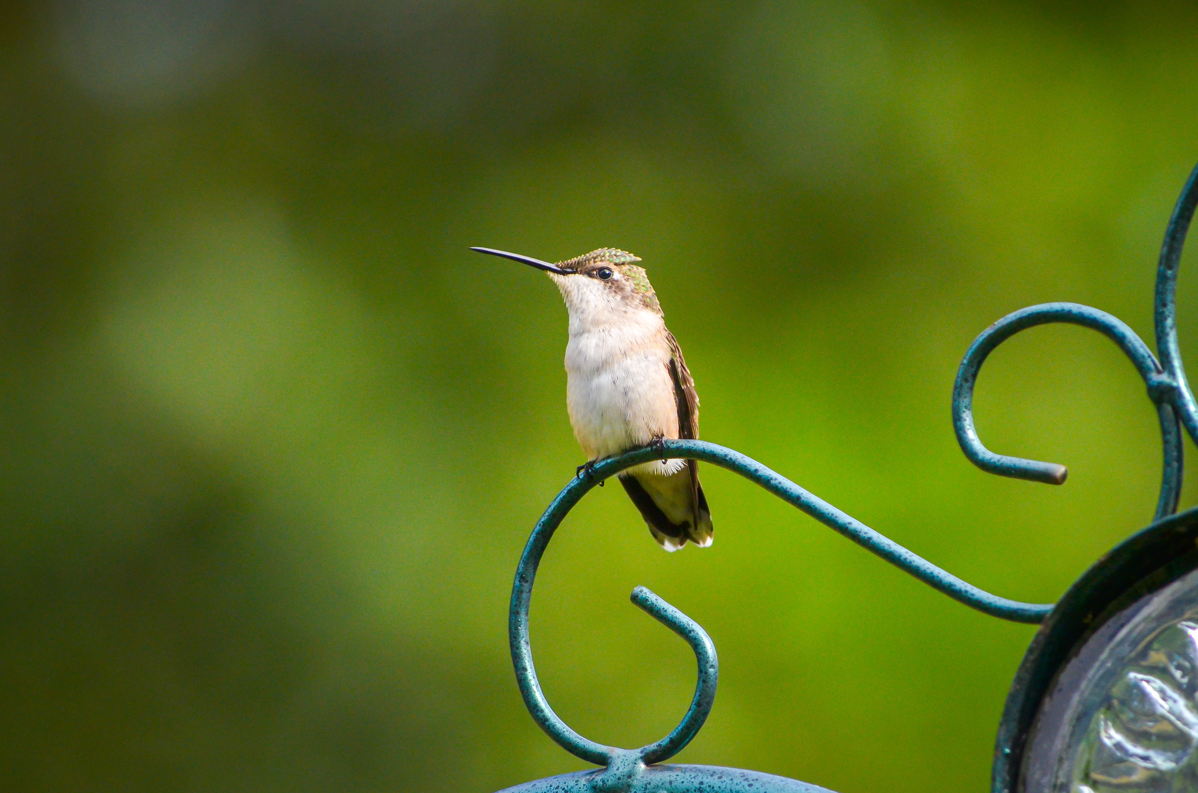 Ruby-throated Hummingbird