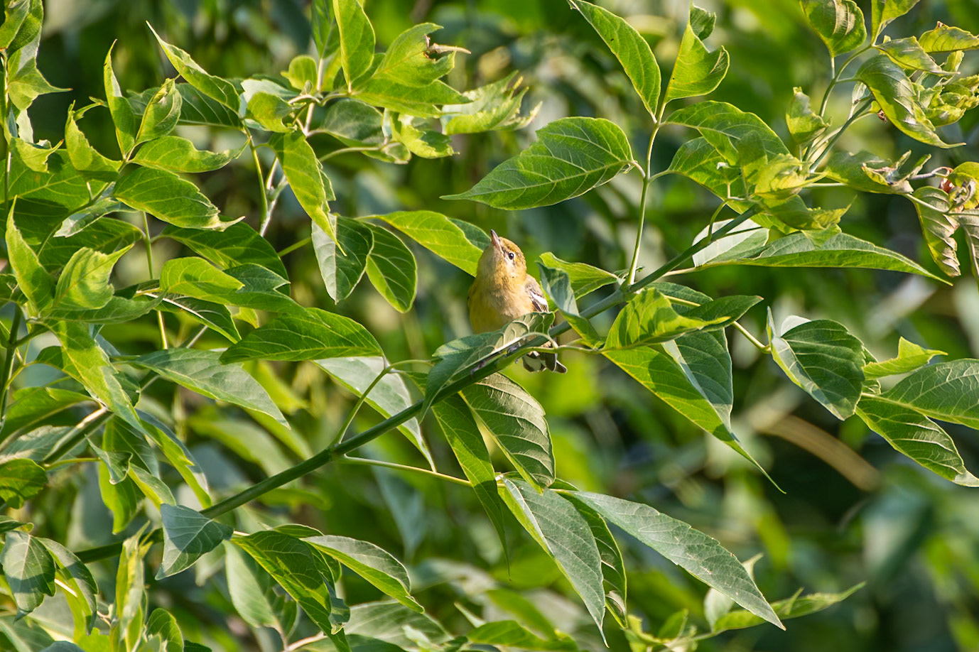 Bay-Breasted Warbler