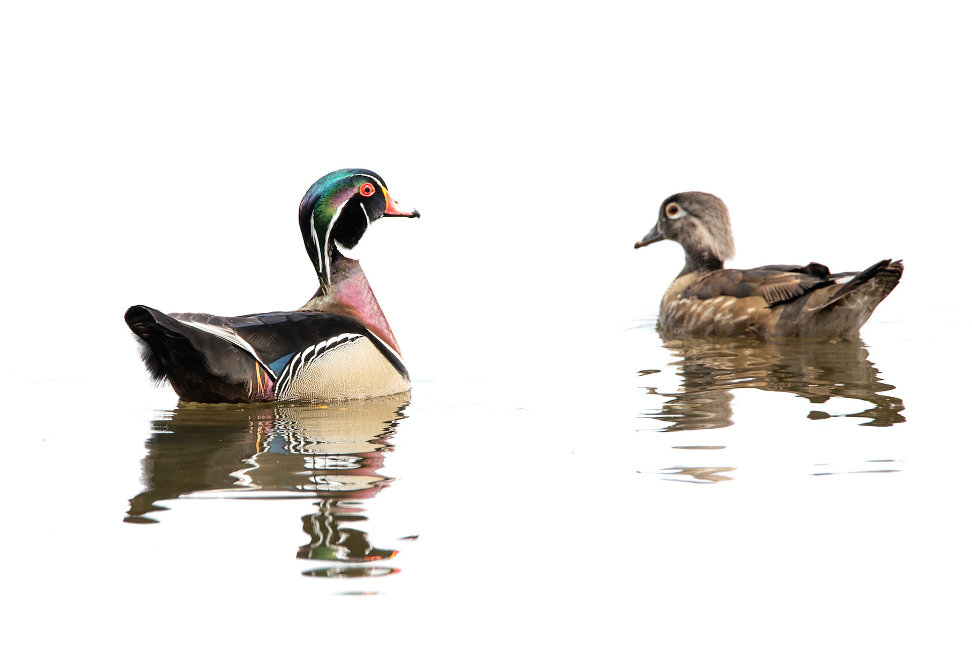 Wood Duck