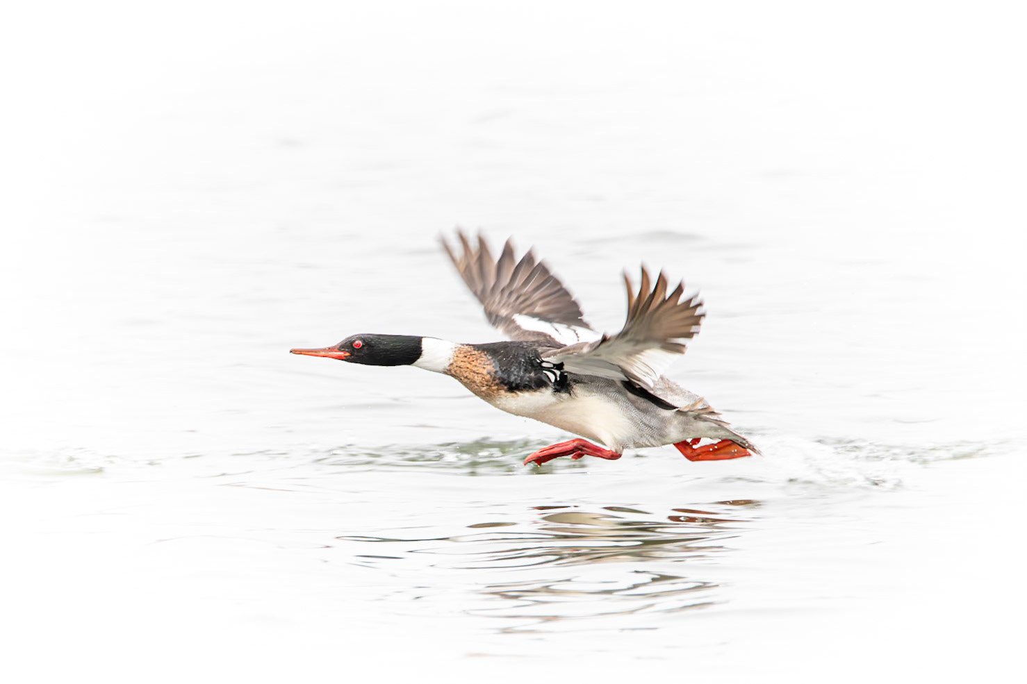 Red-Breasted Merganser