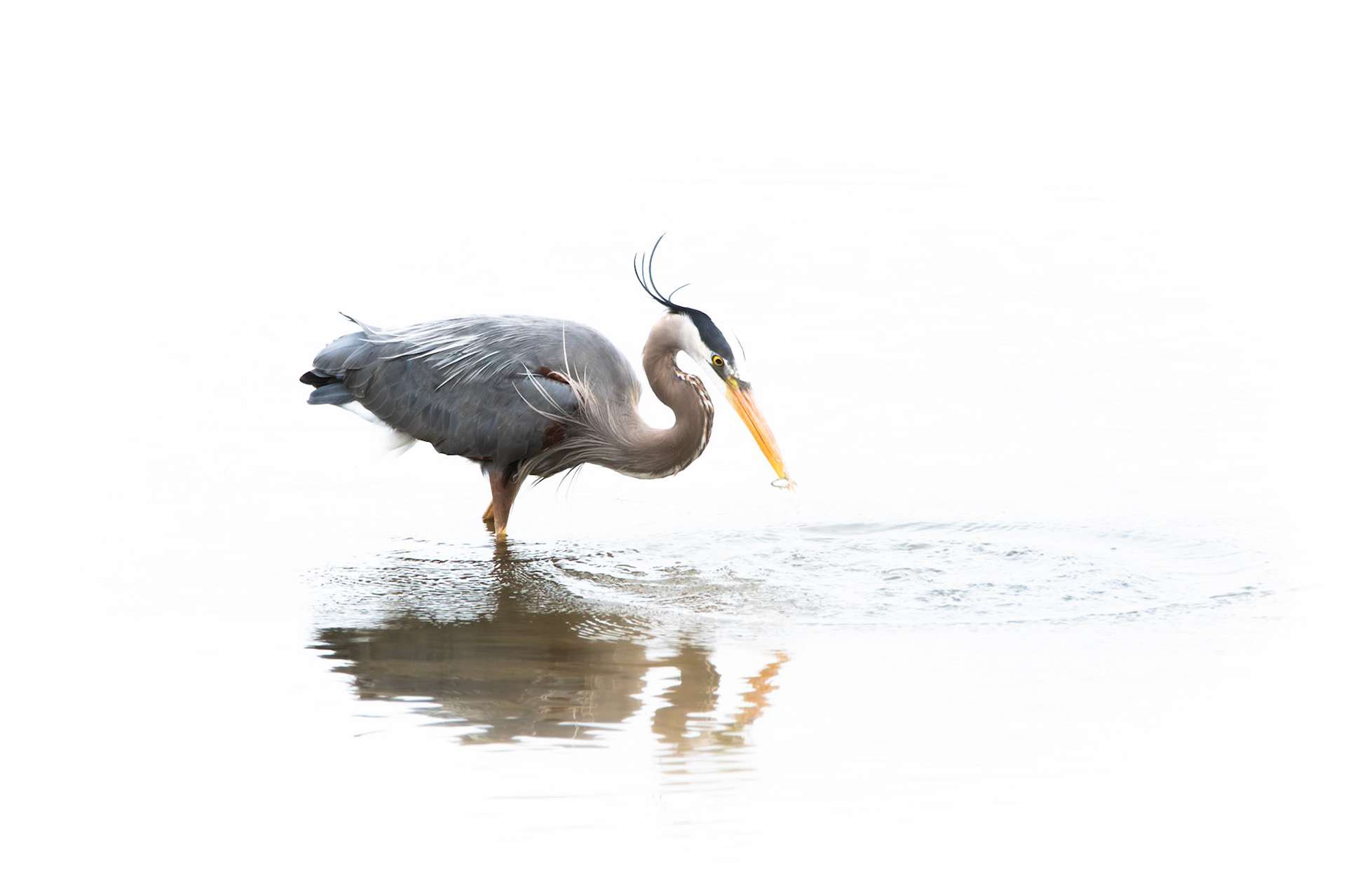 Great Blue Heron