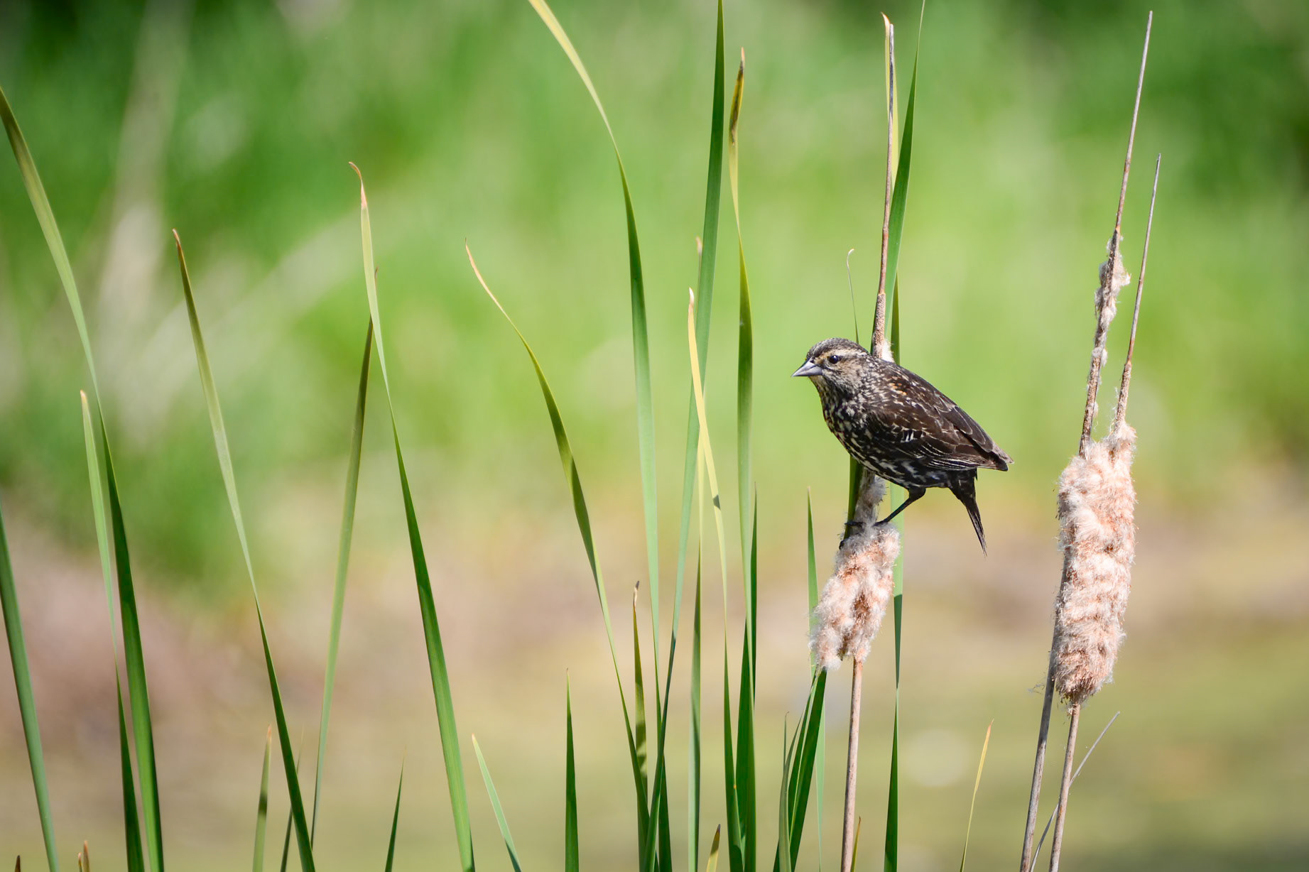 Red Winged Blackbird