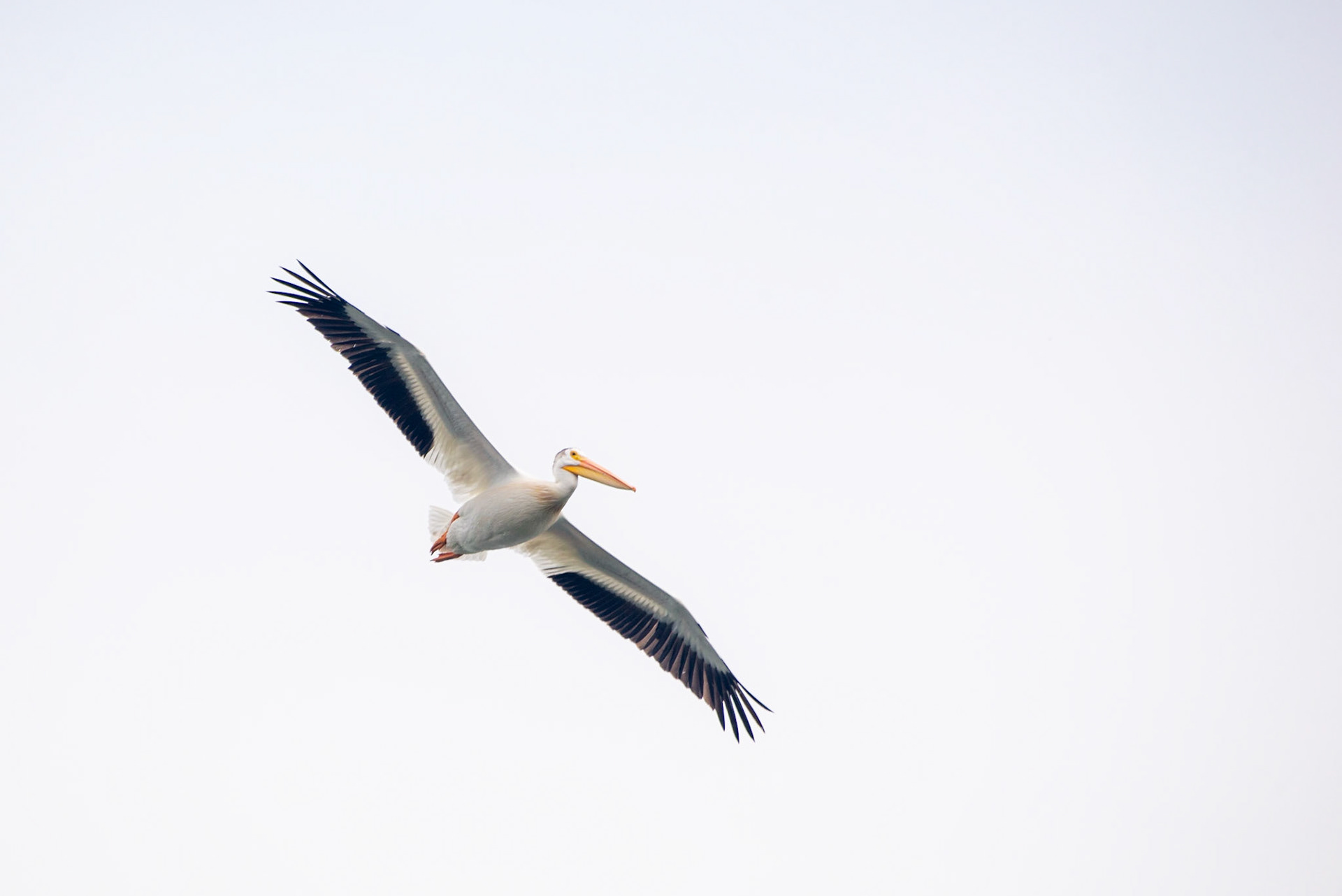 American Pelican