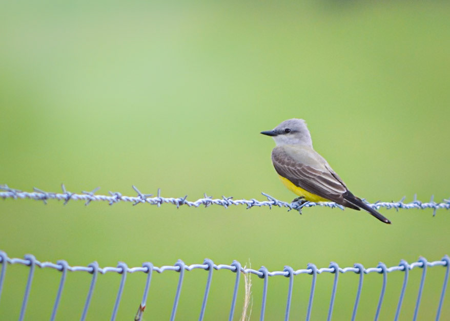 Western Kingbird
