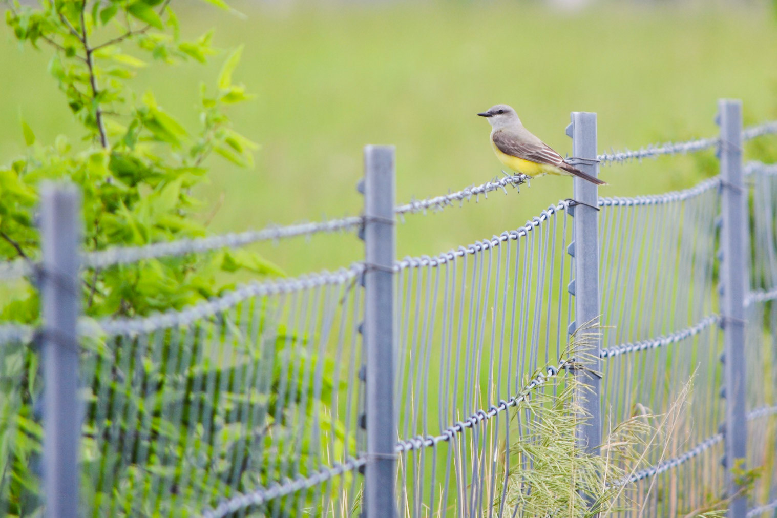 Western Kingbird