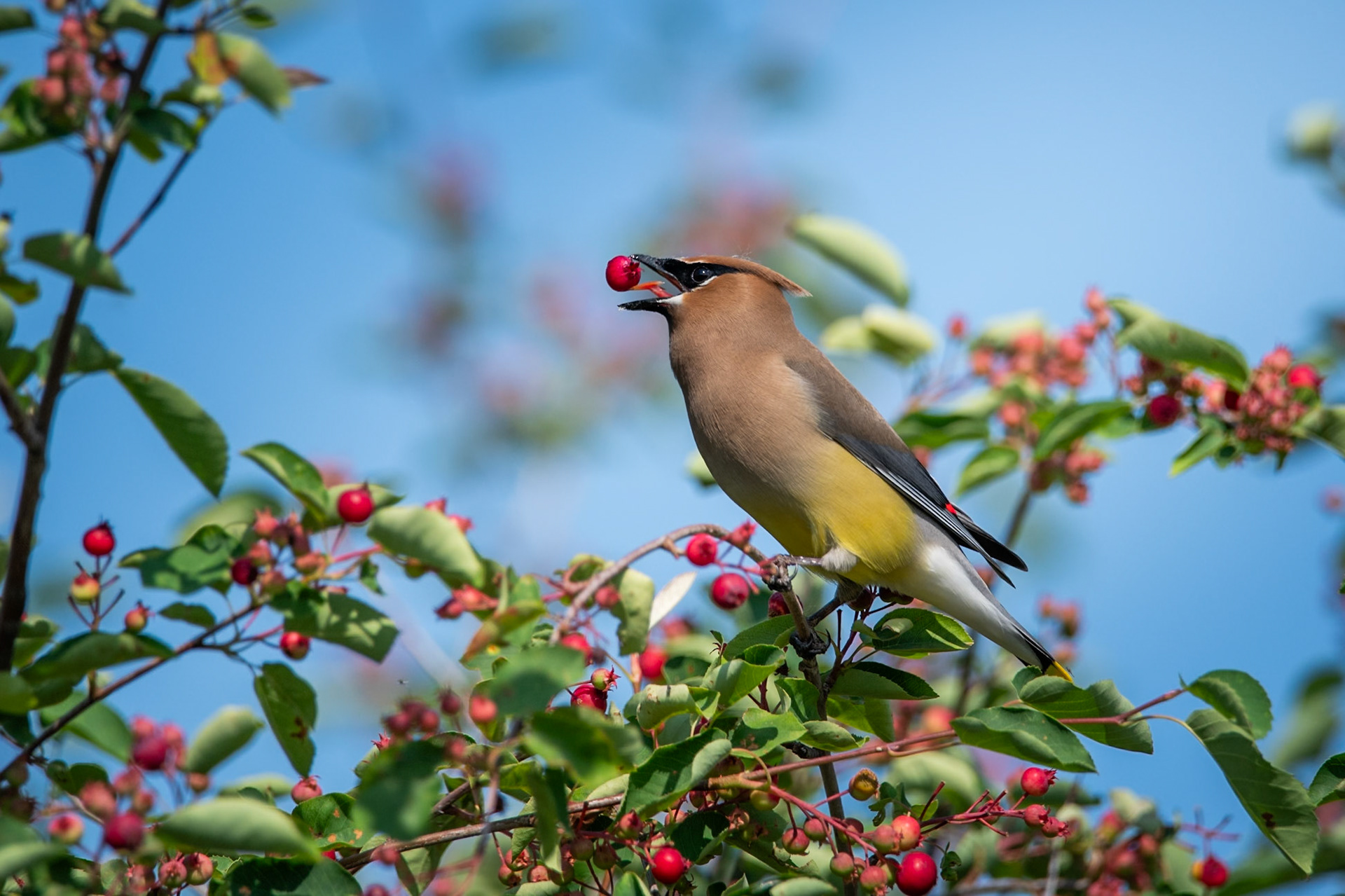 Cedar Waxwing