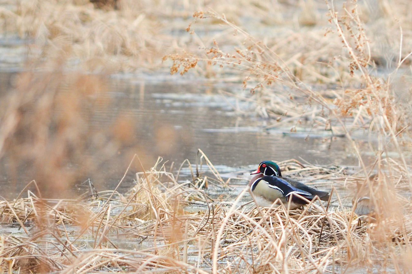 Wood Duck
