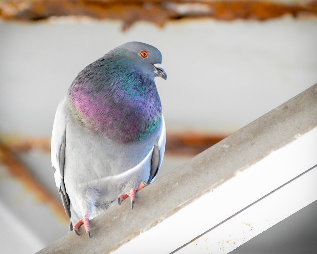Rock Pigeon