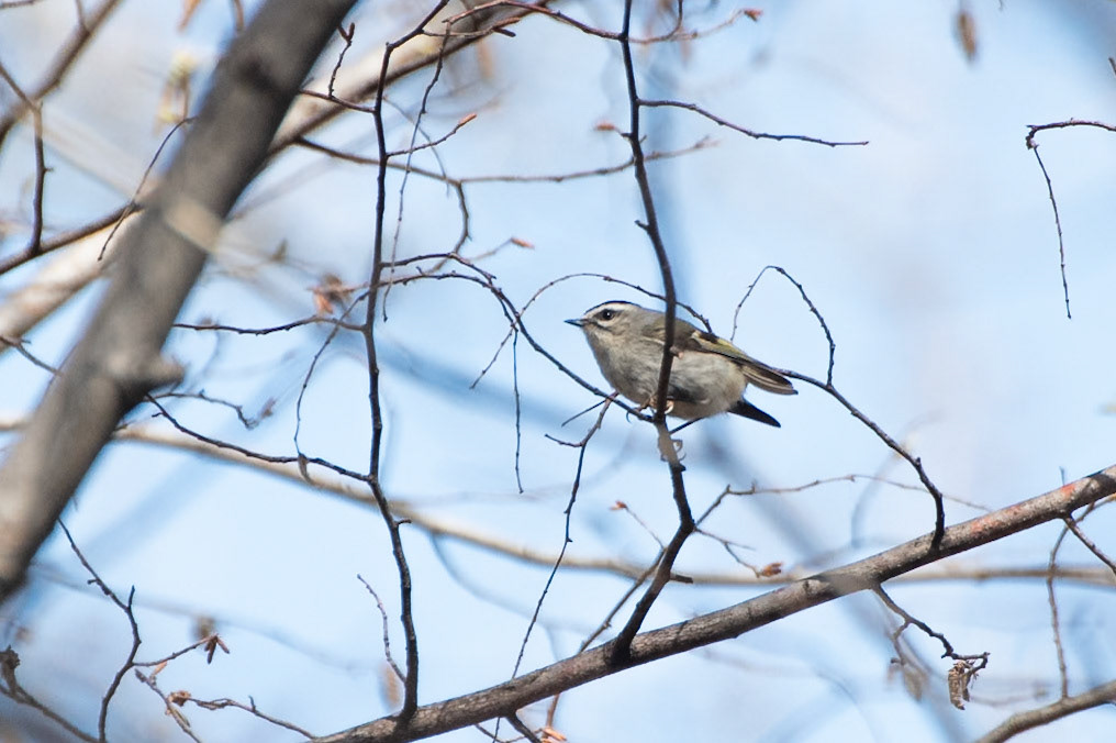 Golden Crowned Kinglet