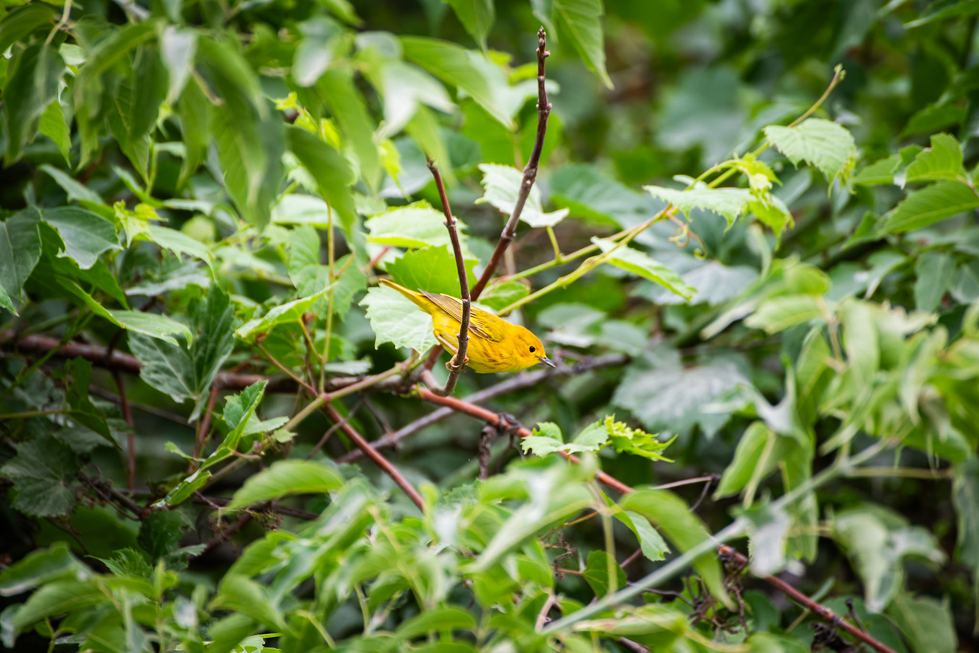 Yellow Warbler