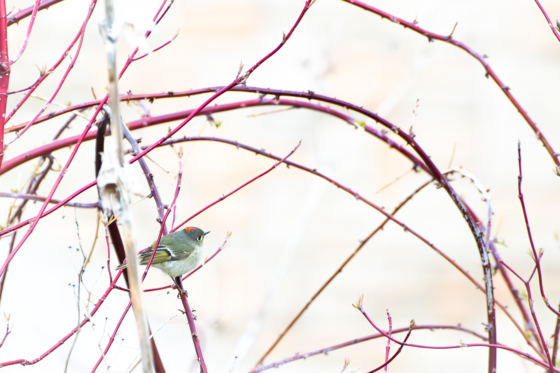 Ruby Crowned Kinglet