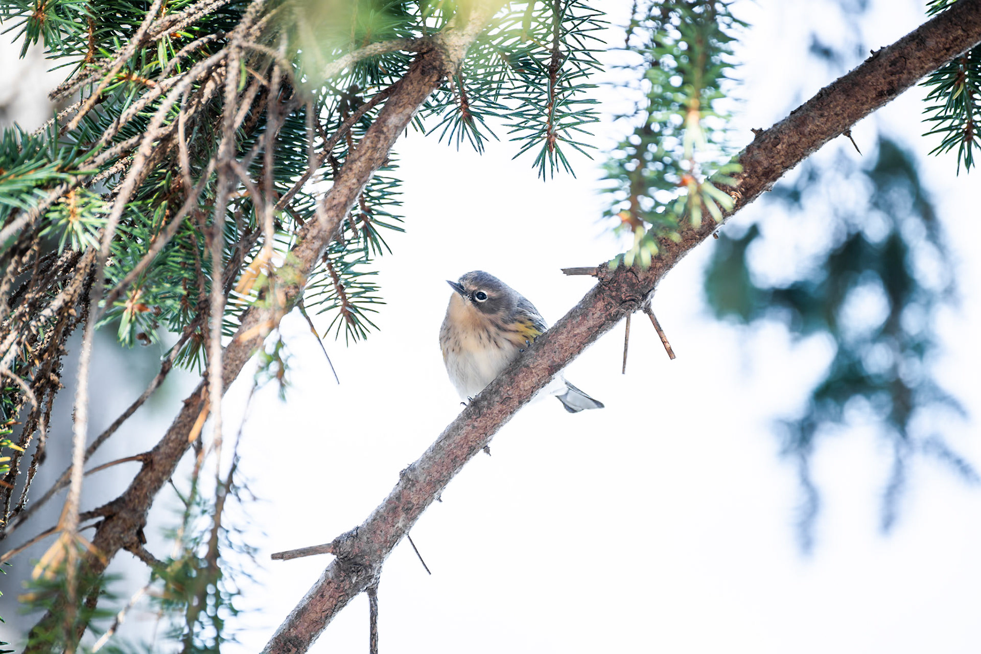 Yellow Rumped Warbler
