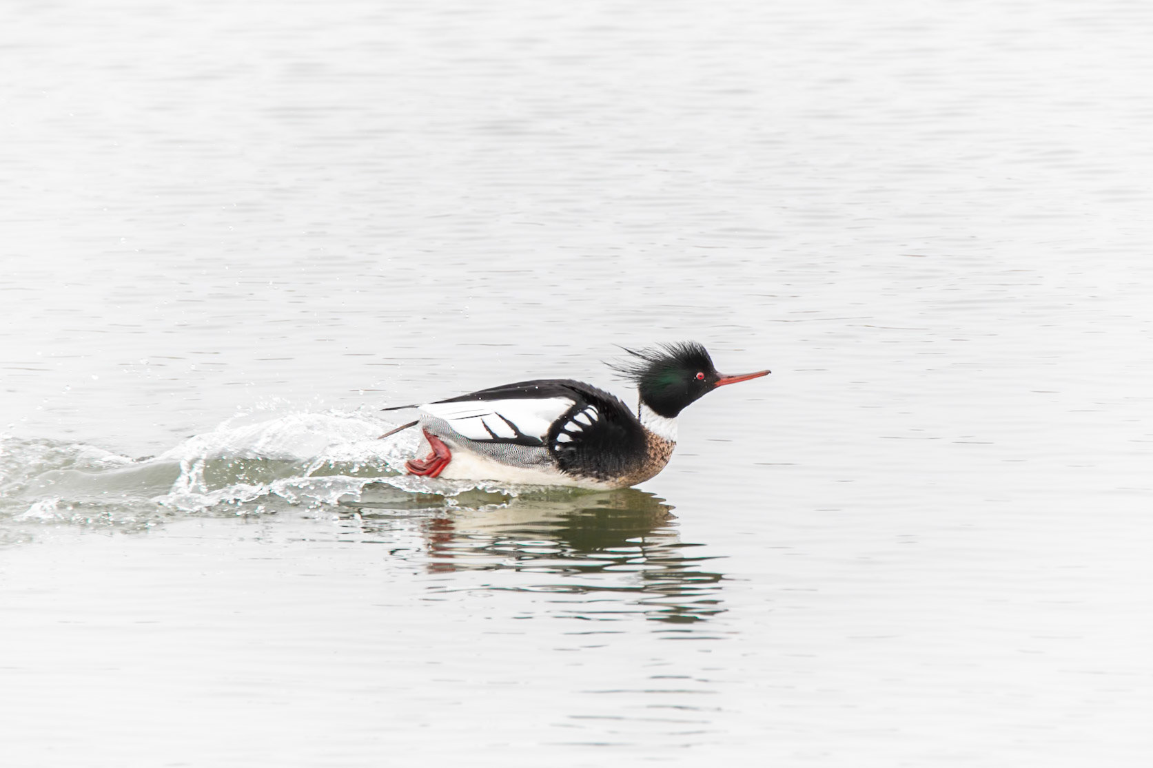 Red-Breasted Merganser