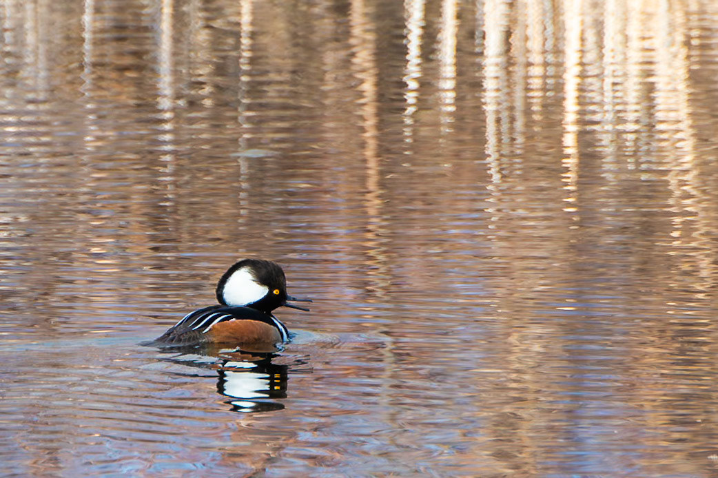 Hooded Merganser