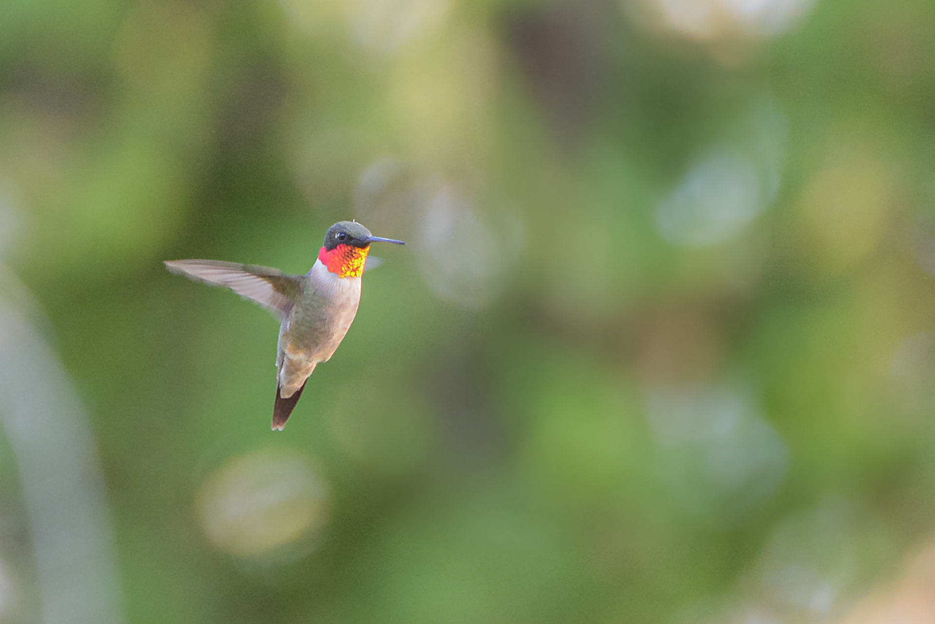 Ruby-throated Hummingbird