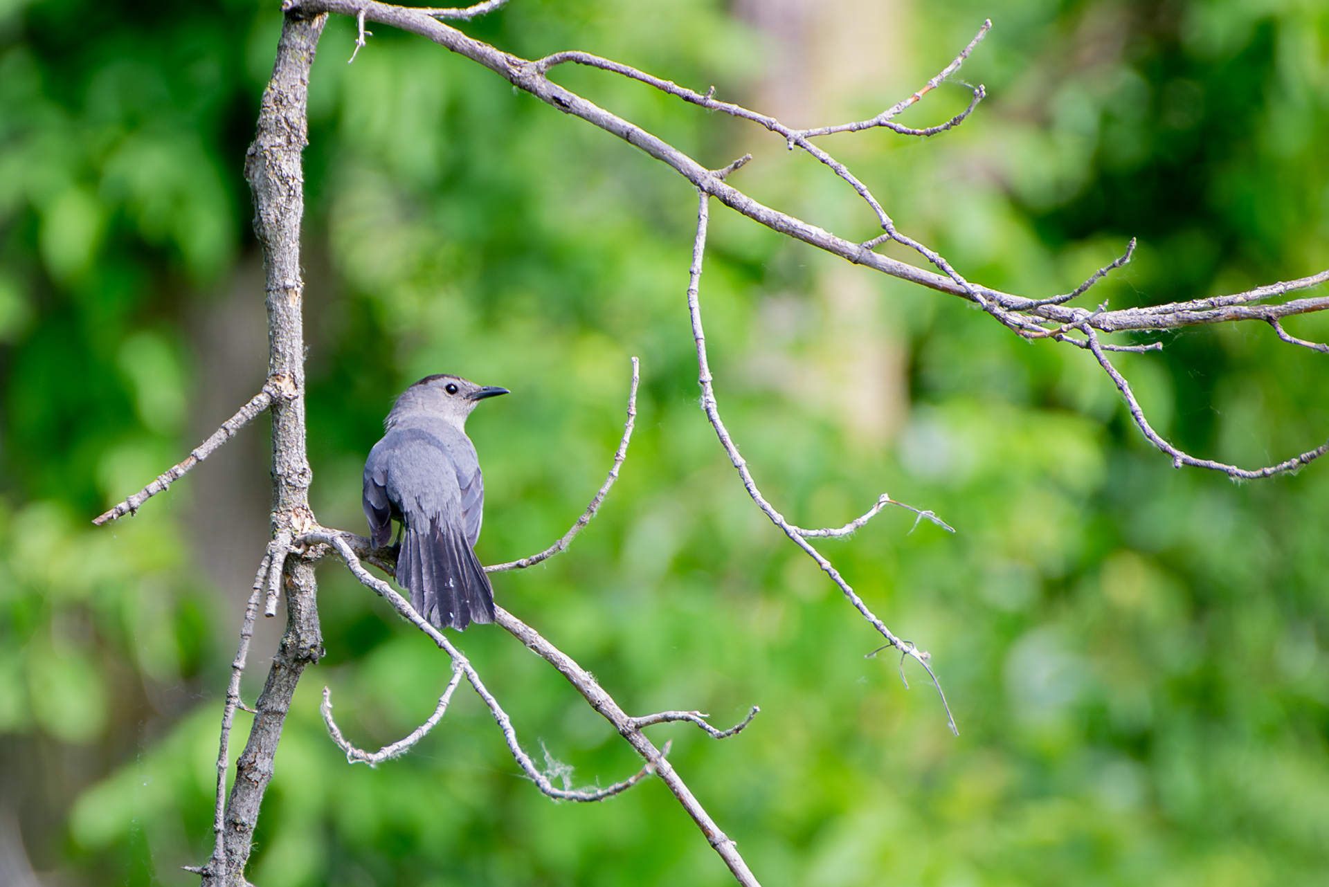 Grey Catbird
